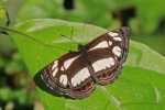 Micropentila