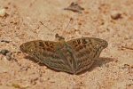 Euryphura