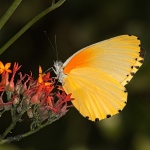 Mylothris