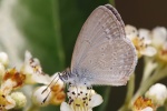 Rhinelephas