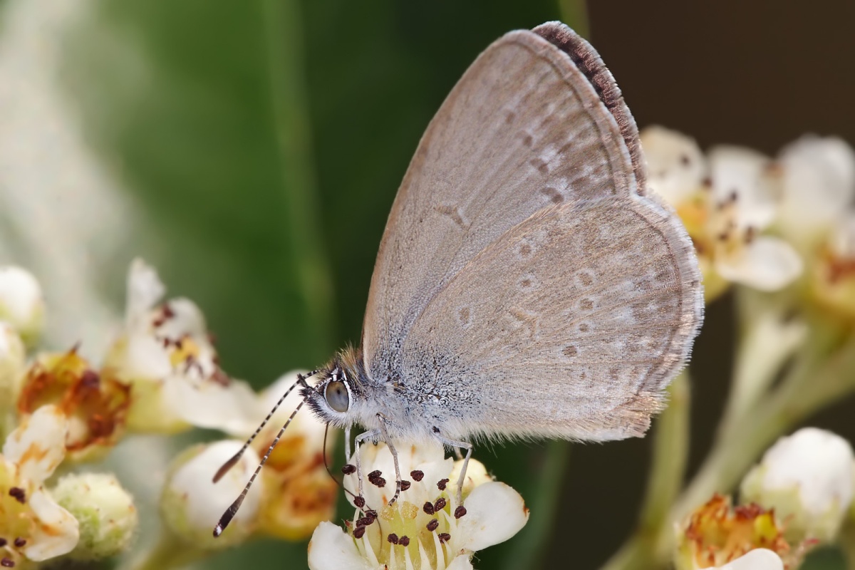 Pseudolucia (Род)