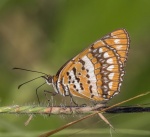 Byblia