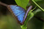 Подтриба: Morphina

	Морфо, Morpho