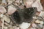 Pholisora
