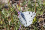 Tatochila