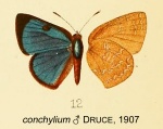 Ignata