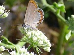 Laeosopis
