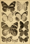 Apaturina