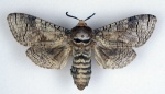 Cossus