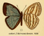 Powellana