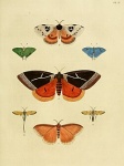 Paiwarria