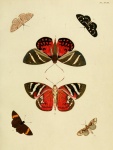 Nyctus