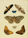 Strephonota