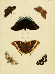 Talides