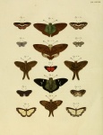Narcosius