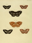 Pseudoneptis