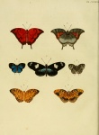 Megathecla