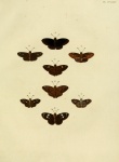 Dubiella