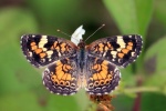 Phyciodes