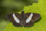 Potamanaxas