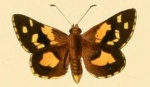 Croitana