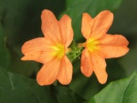 Polythrix