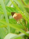 Cupha