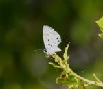Cyclargus