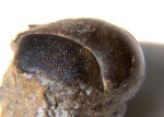 Подсемейство: Pyrrhopyginae

	Триба: Oxynetrini

	Cyclopyge