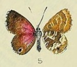 Harpendyreus