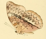 Harmilla