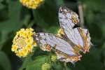 Cyrestis