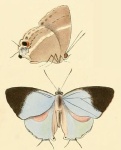 Dacalana