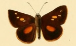 Caenides