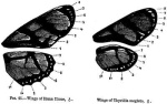 Thyridia