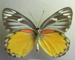 Hypsochila