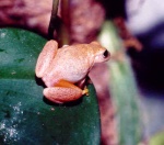 Phlebodes