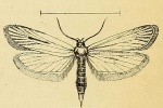 Deroxena