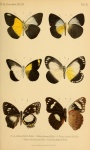 Euthaliopsis