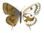 Lepidochrysops