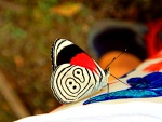 Diaethria