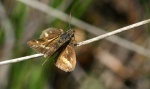 Suniana