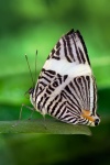 Colobura