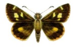 Dispar
