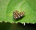 Hemerophila