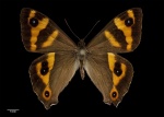 Dodonidia
