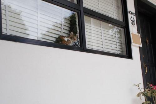 Dog-takes-11