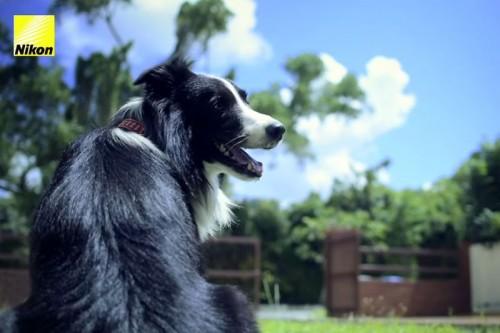 Dog-takes-8