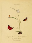 Ostrinotes
