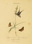 Propertius